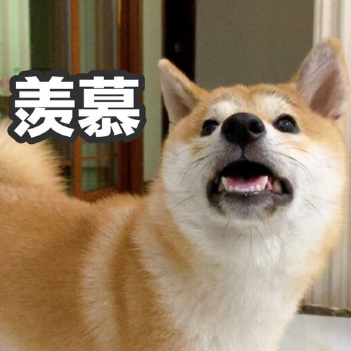  装戆柴犬表情包
