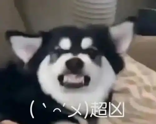  可爱狗狗表情包