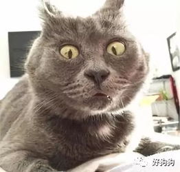  成为一只网红猫需要四步吗我能一步到位