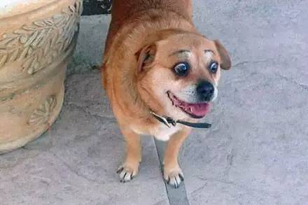  千万不要随便给你家狗狗画眉,不然......
