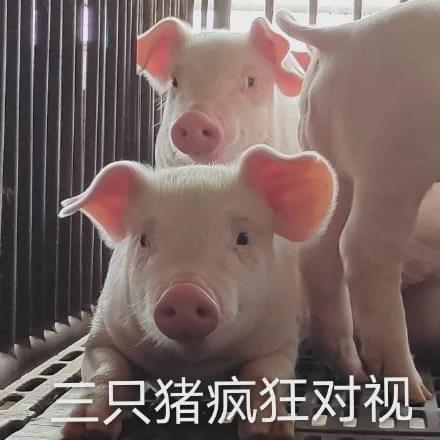 据说赵露思又惹出事儿了都是为了炒作
