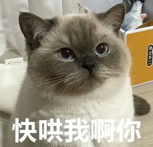 喵星人如果把你当成母亲,这些表现藏不住