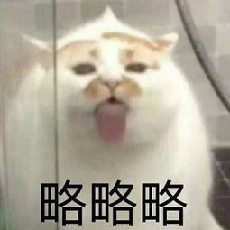  网红猫楼楼去世,我们的表情包回喵星球了
