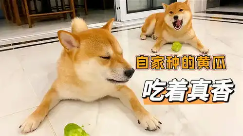  自家种的黄瓜能吃了,摘下一根最大的给两只柴犬,吃的津津有味