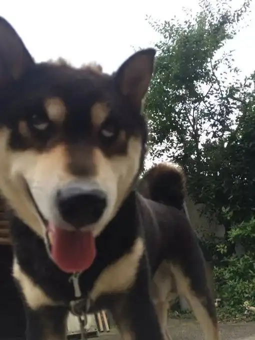  张宸狗年来啦,来po一轮柴犬丑照