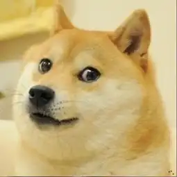  我想找这只秋田犬的原图图片见问题补充