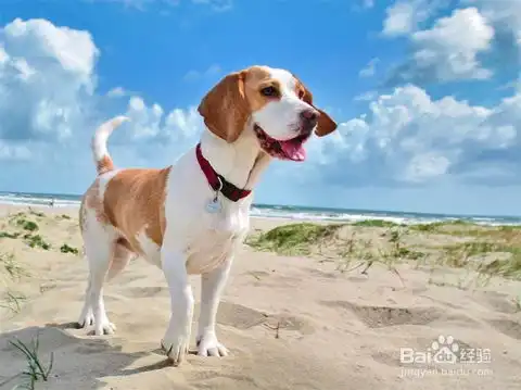  英国比格尔猎犬