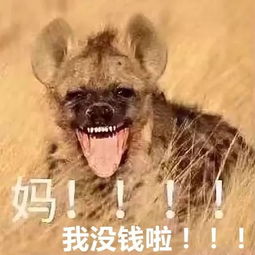  强东莞人双十一剁手战绩出炉最土豪的竟然是