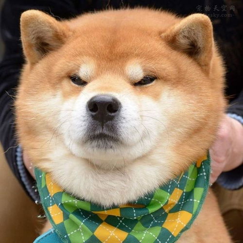  你真的了解柴犬吗