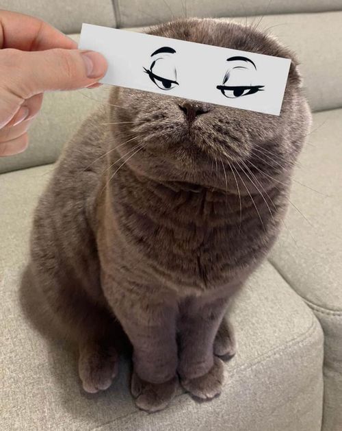  让猫咪变成表情丰富的逗比