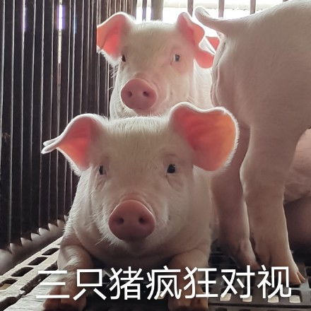  对视表情包对视微信表情包对视qq表情包发表情fabiaoqing.com