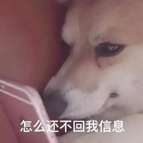  我猜每个人都会有那么几个狗狗的表情包