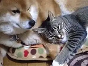  被猫咪压到胳膊发麻,柴犬依旧不忍抽走,最后的表情说明一切
