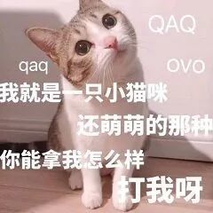  撒娇小猫咪表情包