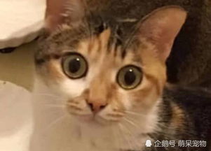  猫咪们去吃饭,发现饭盆里没有猫粮后表情亮了铲屎的,粮呢