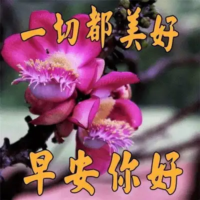 表情包分类早上好