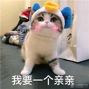  猫咪表情包忘了他吧,我卖萌养你