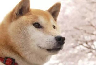  我的表情包狗狗去世了...这不是愚人节