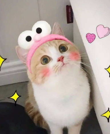  如果你的猫对你做过这十件事,就说明它很信赖你,十分的爱你