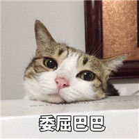  委屈巴巴表情包猫图片无水印版下载委屈巴巴猫表情包系列合集下载飞翔下载