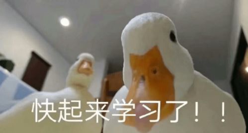 冲鸭类似的表情包红包