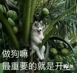  二奶机怎么选