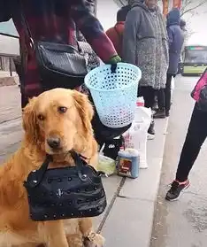  金毛陪主人等公交,小眼神看起来一副好委屈的表情