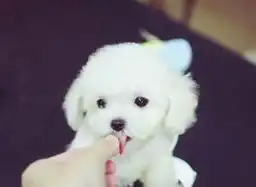  极品比熊宝宝在这里优惠纯种和健康本犬舍为了给广大爱狗人