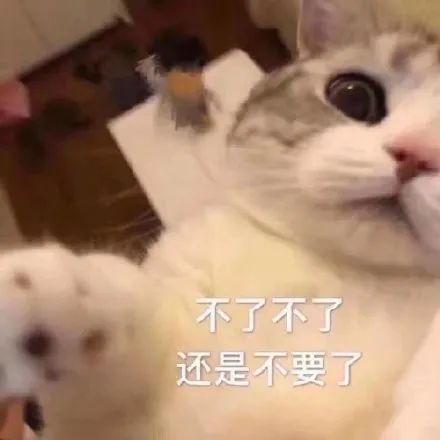  猫咪表情包我已经沉沦了