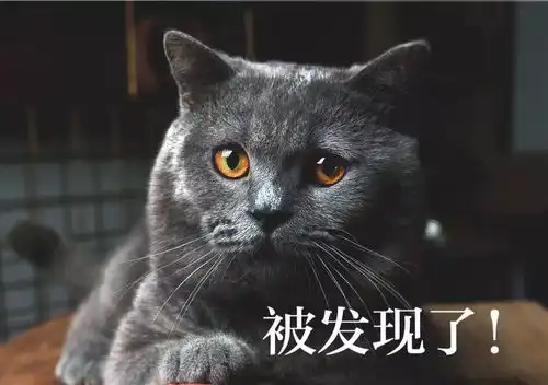  铲屎官用猫咪的不同表情配上文字做成了表情包,太形象了