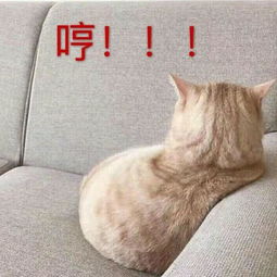  你把他当兄弟,他却想泡你试试这个表情包爸爸对你很失望