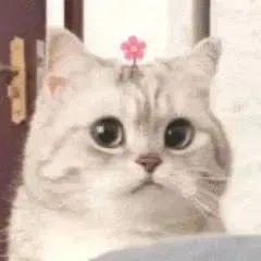  最近很火的小狗穿裙子,小猫头上带花表情包