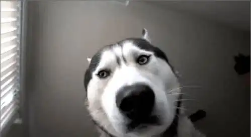  男主骗二哈做绝育,凌晨发现有人盯着自己看,睁眼一看不淡定了