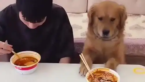  金毛和男主人一起吃饭,看到食物是辣味的就拉着个脸,表情真是逗