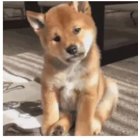 流口水的搞笑表情柴犬
