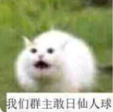 我们群主敢的表情包