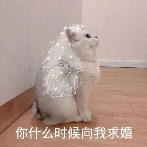  表情包你什么时候向我求婚