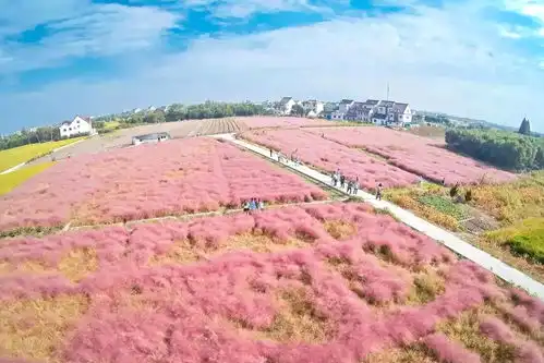 十月重庆浪漫游,打卡香水百荷网红粉黛 十月重庆浪漫游,打卡香水百荷网红粉黛