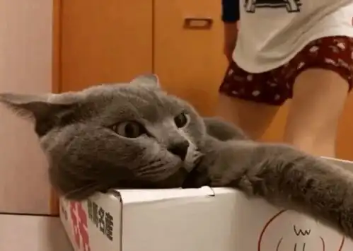  铲屎官人家用小拳拳锤你胸口,猫咪大坏蛋,咬死你