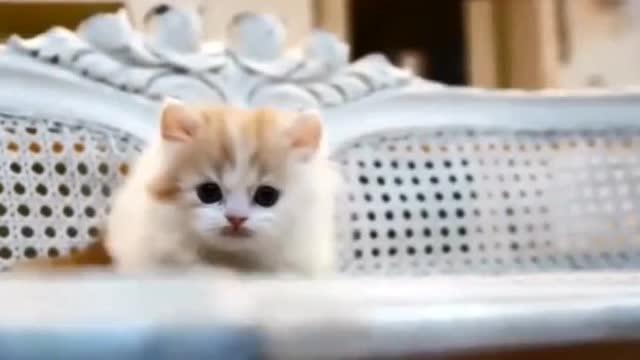  小奶猫超喜欢跟主人一起玩儿,最后的卖萌表情好逗