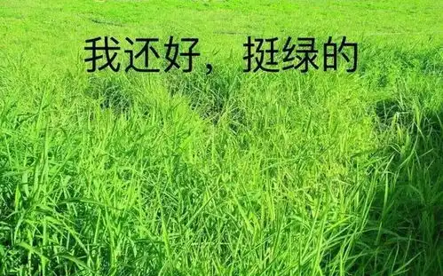 憨憨表情包图片我自闭了