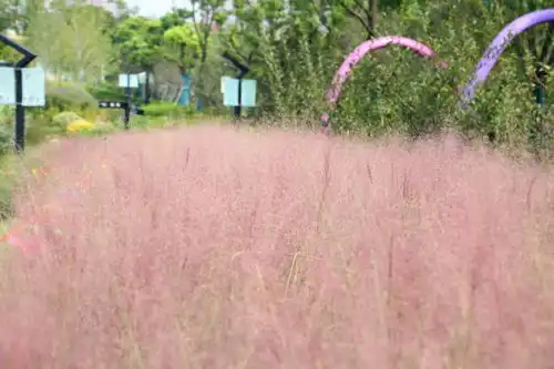 金山,粉了整个上海,都粉了 金山,粉了整个上海,都粉了
