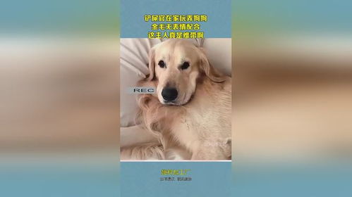  铲屎官在家玩弄狗狗,金毛无表情配合,这主人真是难带啊