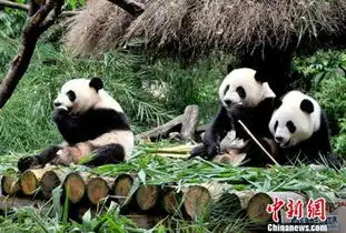  熊猫出逃失败被抓表情生无可恋萌翻网友图