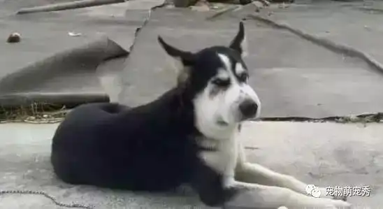 嘲笑的表情包这只