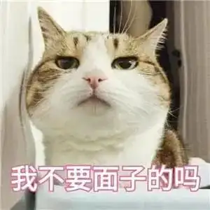 套路表情包图片猫咪