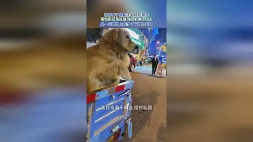  社恐狗子被陌生人拉住握手,害怕但还是礼貌的把手伸了出去,从一只狗脸上看出了尴尬的表情