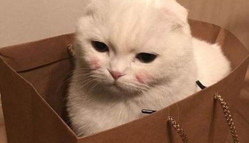  我的猫怎么偷跑了猫猫离家出走的5个原因,奴才你知道吗