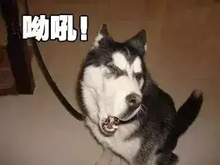  清理禁养犬类即日起,成都开展犬只管理专项整治行动