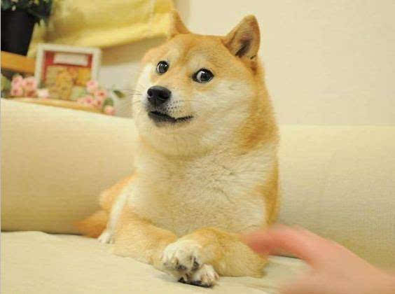  柴犬才是汪星界表情包鼻祖,就是二哈也得服